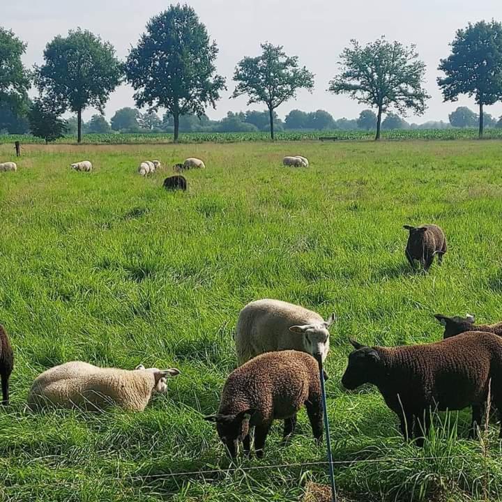 Uylkenshof Safaritenten En Natuurhuisjes Epe Exterior foto